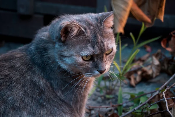 Gray Tabby Cat Yard Sits Looks — Foto de Stock