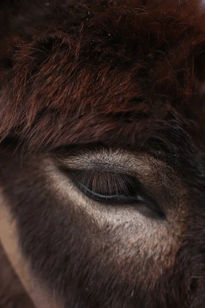 Bruin paard oog close-up, wilde natuur — Stockfoto