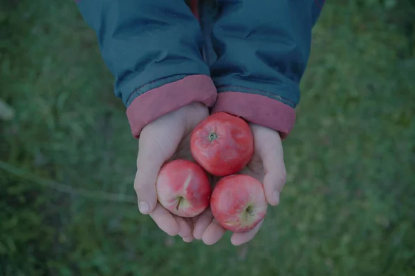 Yeşil çimlerin üzerinde elmalı çocuk eli
