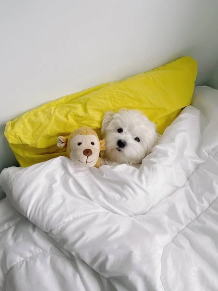 Maltese köpek yavrusu, yastığa uzanmış, oyuncak maymunla uyuyor.