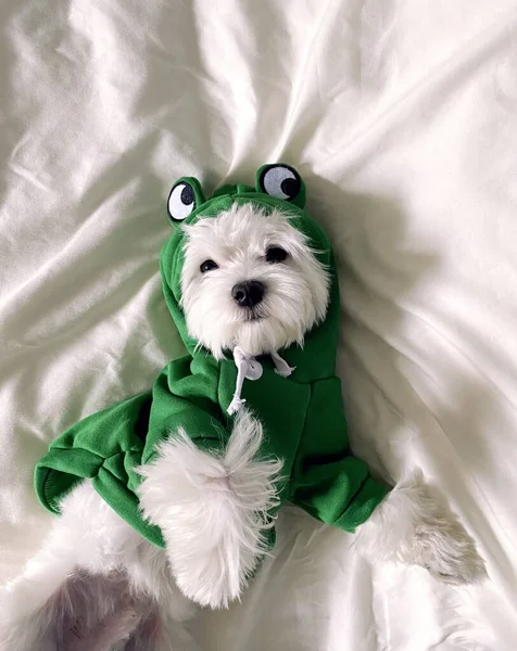 Battaniyeye uzanmış komik köpek kıyafetleri içinde şirin bir köpek yavrusu.