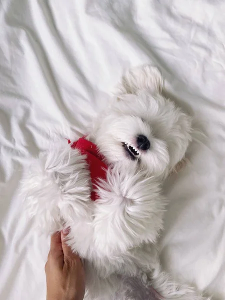 Beyaz yatakta mutlu bir köpek, battaniyede saf kırmızı şarap.