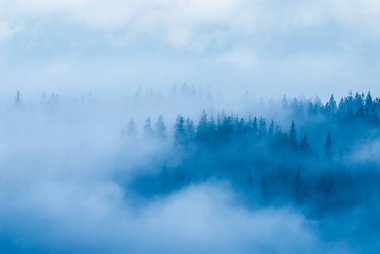 Dağlardaki sisli orman Sonbahar günü, Beskids, Polonya