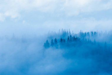 Dağlardaki sisli orman Sonbahar günü, Beskids, Polonya