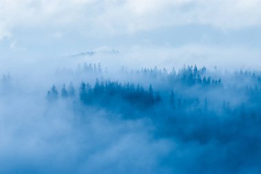 Dağlardaki sisli orman Sonbahar günü, Beskids, Polonya