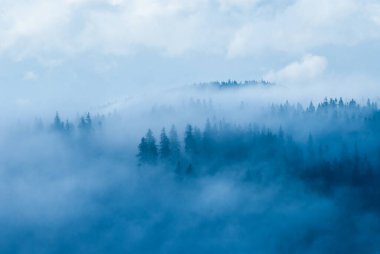 Dağlardaki sisli orman Sonbahar günü, Beskids, Polonya