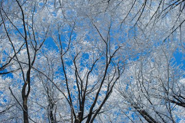 Güneşli bir günde dağlarda kış ormanı, Beskids, Polonya