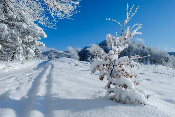 Зимовий Гірський Краєвид Сонячний День Блакитним Небом Бескид Польща — стокове фото