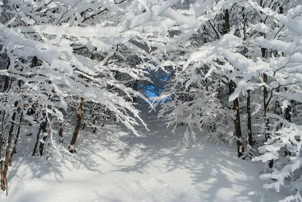 Winter Forest Mountains Sunny Day Beskids Poland — Stock Photo, Image