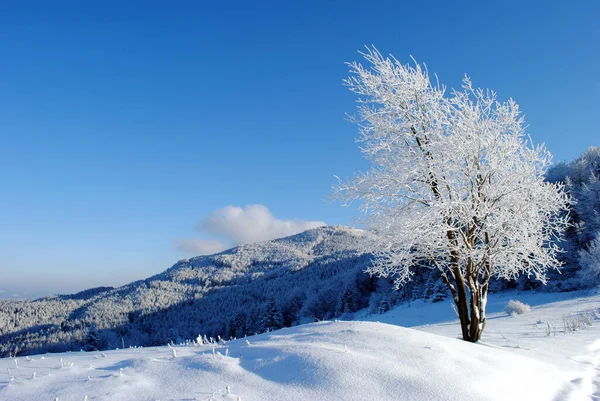 Winter Mountain Landscape Sunny Day Blue Sky Beskids Poland — Stock Photo, Image