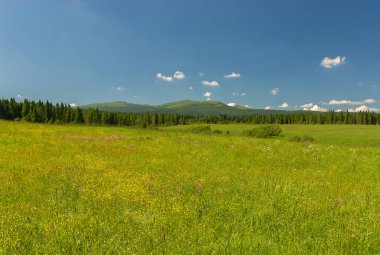 Güneşli bir yaz gününde yeşil çayır, Bieszczady Dağları, Polonya