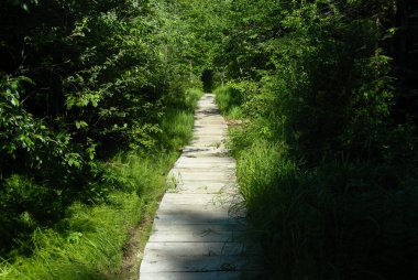 Ağaçlar arasında tahta bir köprü, Bieszczady Dağları, Polonya