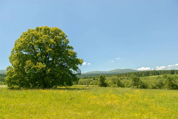 晴れた夏の日に緑の牧草地 Bieszczady山 ポーランド — ストック写真