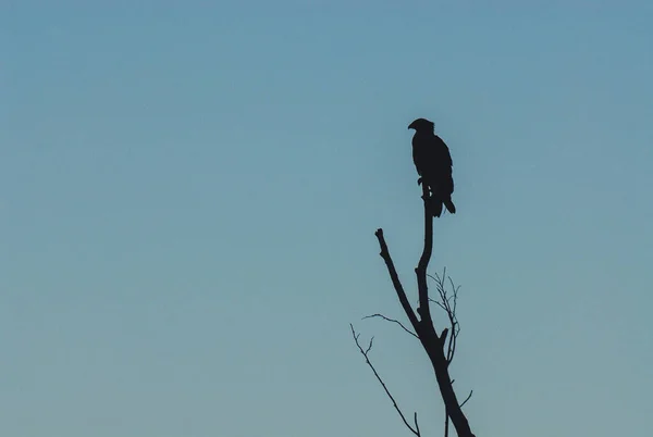 Самотній Птах Сухому Дереві Гори Біскаді Польща — стокове фото