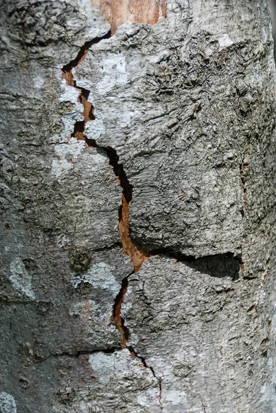 Gray Cracked Bark Deciduous Tree Bright Sunny Day Bieszczady Mountains — Stock Photo, Image