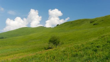 Yeşil dağ çayırları bir yaz günü, Bieszczady Dağları, Polonya