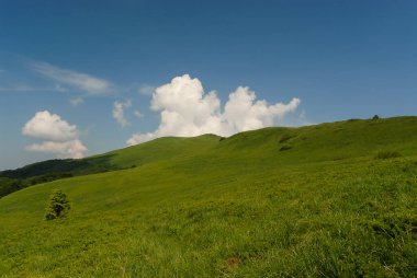 Yeşil dağ çayırları bir yaz günü, Bieszczady Dağları, Polonya