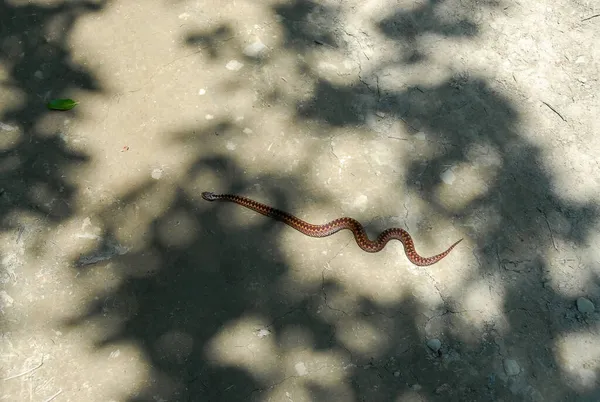 Viper Zigzag Camino Tierra Montañas Bieszczady Polonia —  Fotos de Stock