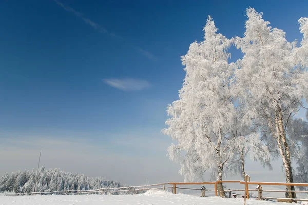 Árboles Helados Claro Montaña Día Soleado Gorce Polonia — Foto de Stock