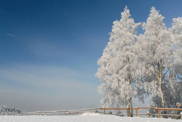 Árboles Helados Claro Montaña Día Soleado Gorce Polonia — Foto de Stock