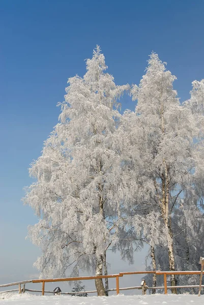 Frosted Trees Mountain Glade Sunny Day Gorce Lengyelország — Stock Fotó