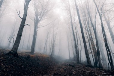 Dağlardaki karanlık sisli ve gizemli orman, Bieszczady Dağları, Polonya