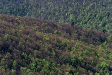 Bahar başlarında dağ ormanları tepeden görüldüğü gibi, Bieszczady Dağları, Polonya