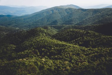 Dağlardaki karanlık orman, Bieszczady Dağları, Polonya