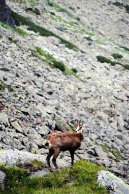 Kayaların, Tatra Dağlarının, Polonya 'nın arka planında bir dağ manzarası.