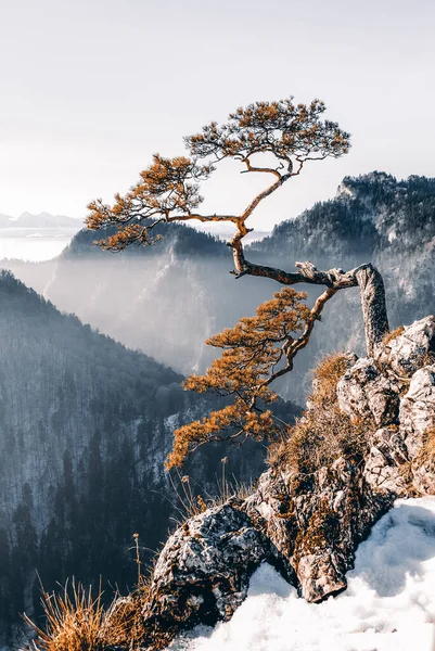 Sabah bir dağın tepesindeki yalnız ağaç, Sokolica, Pieniny, Polonya