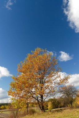 Parlak güneşli bir günde sonbahar manzarası, Polonya