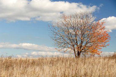 Parlak güneşli bir günde sonbahar manzarası, Polonya