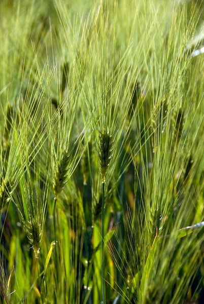 Grüne Getreidefelder Einem Sonnigen Tag — Stockfoto
