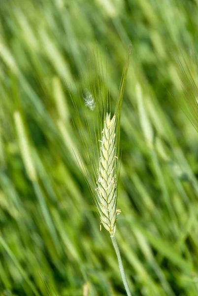Grüne Getreidefelder Einem Sonnigen Tag — Stockfoto