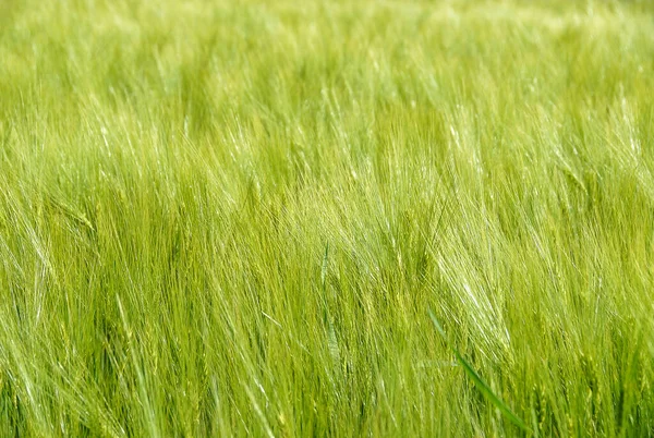 Grüne Getreidefelder Einem Sonnigen Tag — Stockfoto