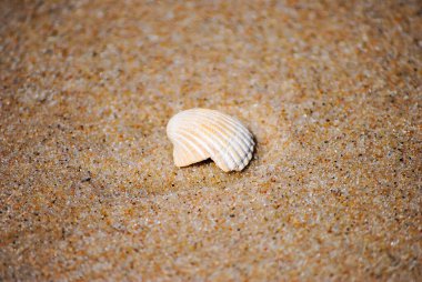 Kumda yalnız bir kabuk, Miedzyzdroje, Baltık Denizi, Polonya