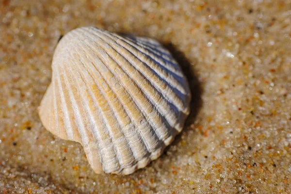 Lonely Shell Sand Miedzyzdroje Baltic Sea Poland — Stock Photo, Image