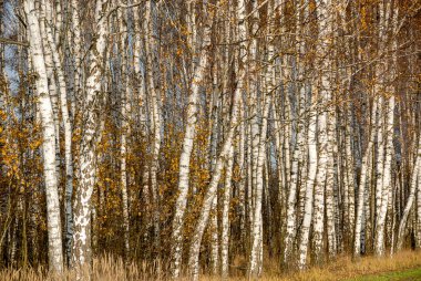 Birch Ormanı güneşli bir sonbahar gününde, Poleski Ulusal Parkı, Polonya