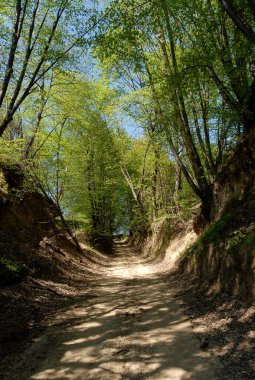 Tarlalar, kırsal alanlar, Polonya arasında asfaltsız yol
