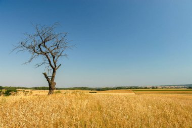 Güneşli bir günde tarlalar arasında yapayalnız bir ağaç, Polonya