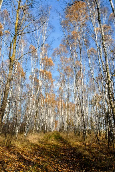 Las Brzozowy Słoneczny Jesienny Dzień Poleski Park Narodowy Polska — Zdjęcie stockowe