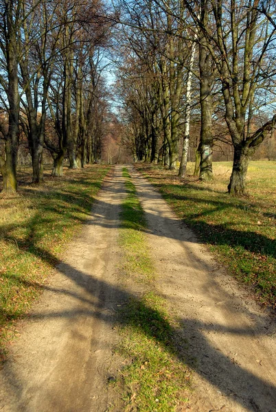 Camino Arena Sucia Día Soleado Parque Nacional Poleski Polonia — Foto de Stock