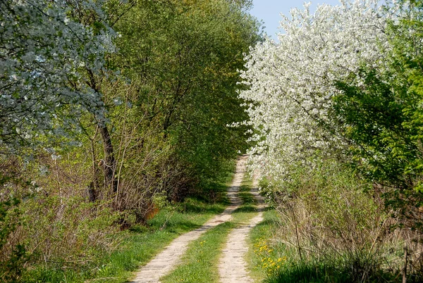 Dirt Road Között Virágzó Fák Egy Napsütéses Napon Lengyelország — Stock Fotó