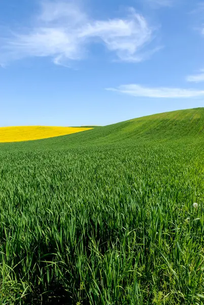 Zelená Zemědělská Půda Krajina Ornou Půdou Slunečného Dne Polsko — Stock fotografie