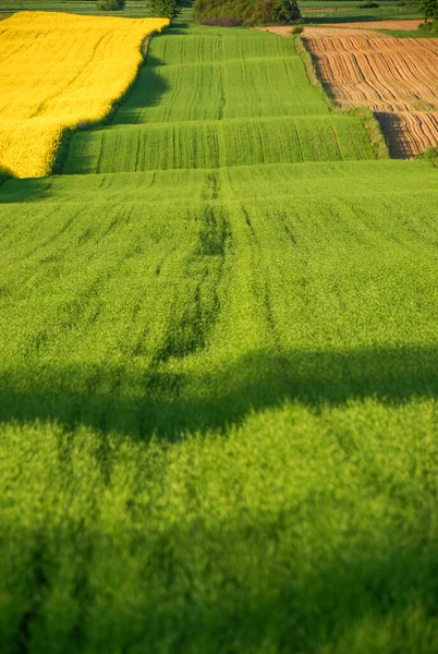 Zelená Zemědělská Půda Krajina Ornou Půdou Slunečného Dne Polsko — Stock fotografie