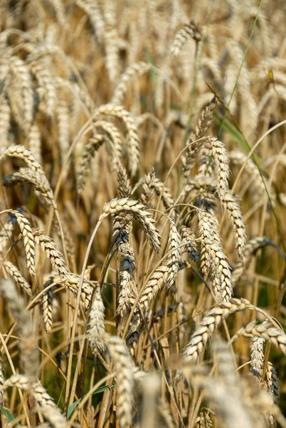 Landschaft Mit Getreidefeldern Einem Sonnigen Tag Polen — Stockfoto