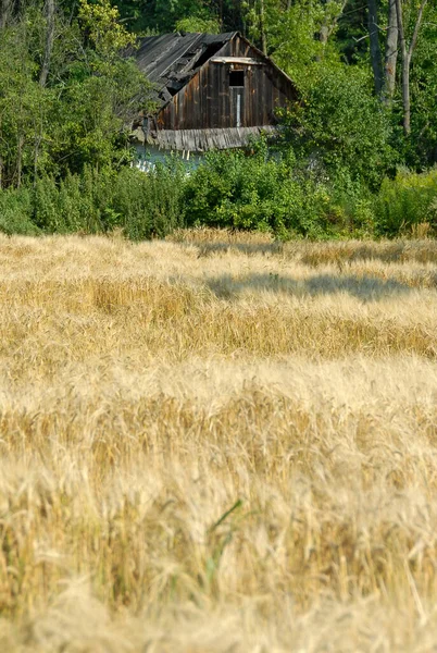 Krajina Obilnými Poli Jasného Slunečného Dne Polsko — Stock fotografie