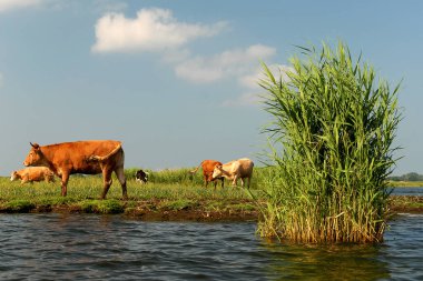 Güneşli bir yaz gününde, Polonya göl kenarındaki yeşil çayır.