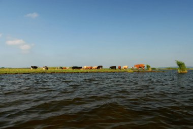 Güneşli bir yaz gününde, Polonya göl kenarındaki yeşil çayır.