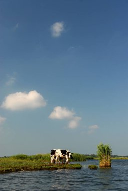 Güneşli bir yaz gününde, Polonya göl kenarındaki yeşil çayır.